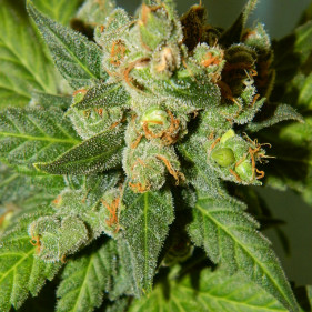 Auto fem Tangieл легко выращивать сорта марихуаны начинающим 